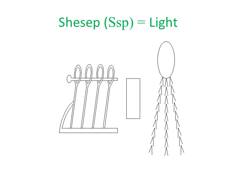 Shesep (Ssp) = Light